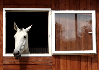 Horse Like Mammal Horse Stable Window photo
