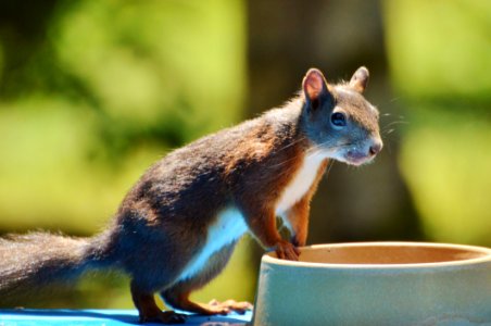 Fauna Mammal Squirrel Chipmunk photo