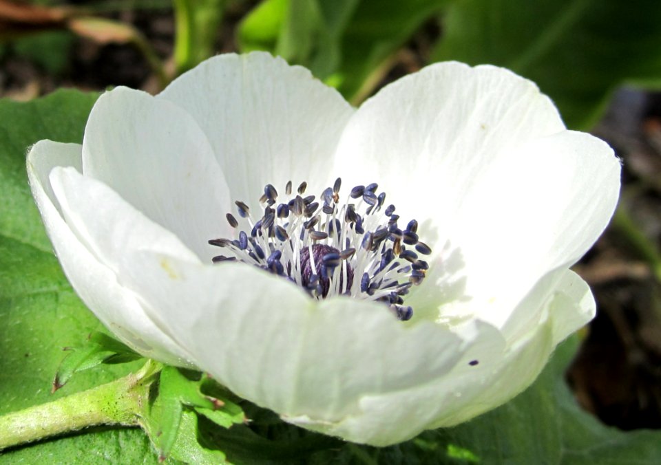 Flower Plant Wildflower Flora