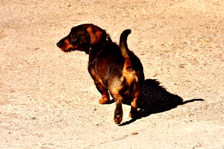 Dog Dog Breed Dog Like Mammal Hound photo