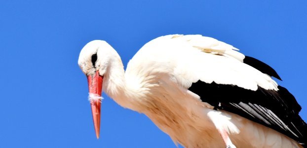 White Stork Stork Bird Beak photo