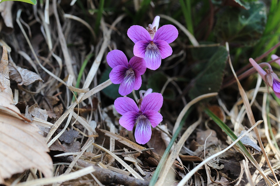 Wildflower floral blooming