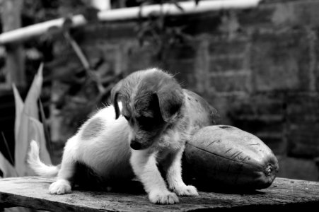 Black And White Dog Dog Like Mammal Monochrome Photography photo