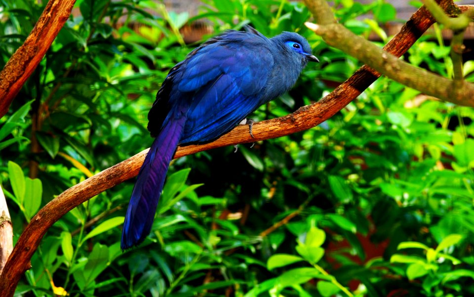 Bird Fauna Beak Branch