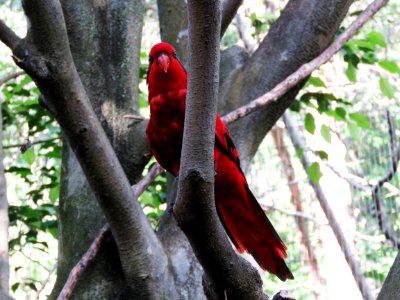Fauna Bird Tree Beak photo