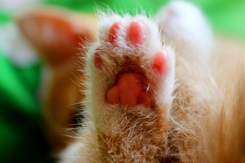 Whiskers Nose Fauna Close Up