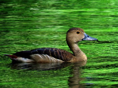 Bird Duck Ecosystem Fauna