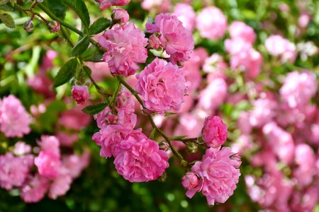 Pink Flower Plant Blossom