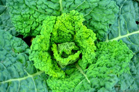 Leaf Vegetable Savoy Cabbage Vegetable Produce