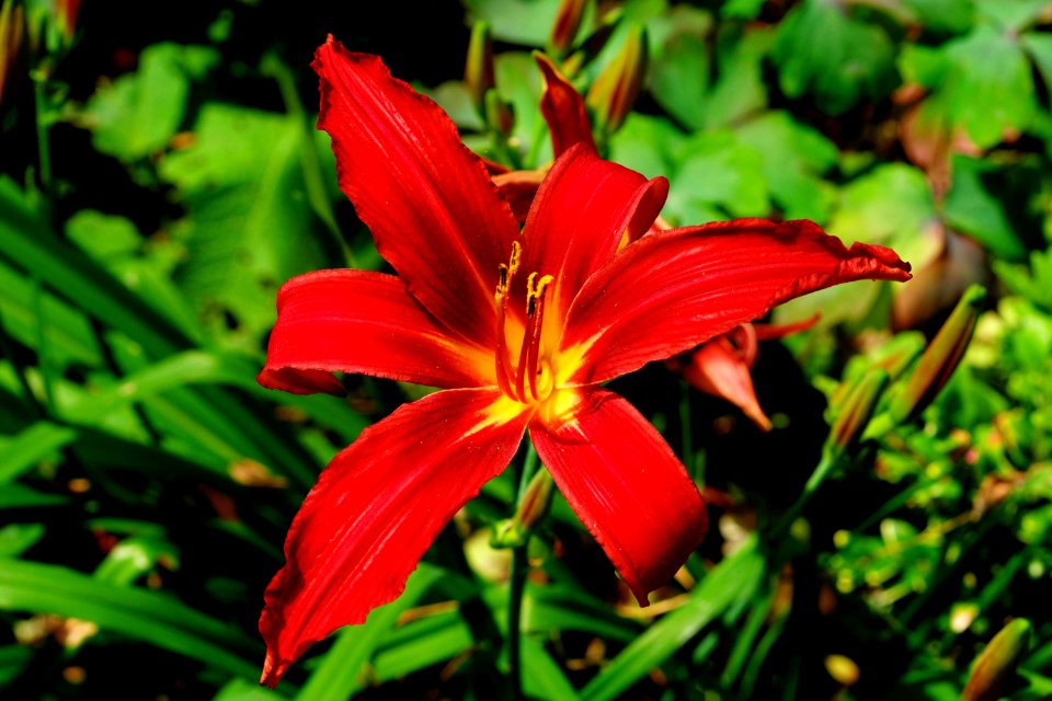 Flora Flower Lily Daylily
