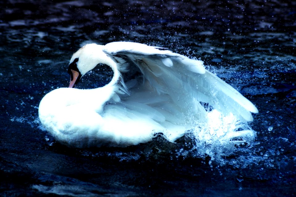 Swan Bird Water Bird Water