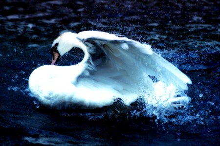 Swan Bird Water Bird Water
