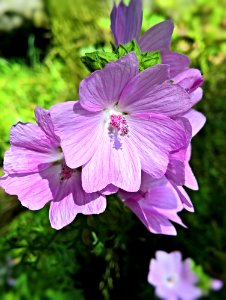 Flower Plant Malva Flora photo