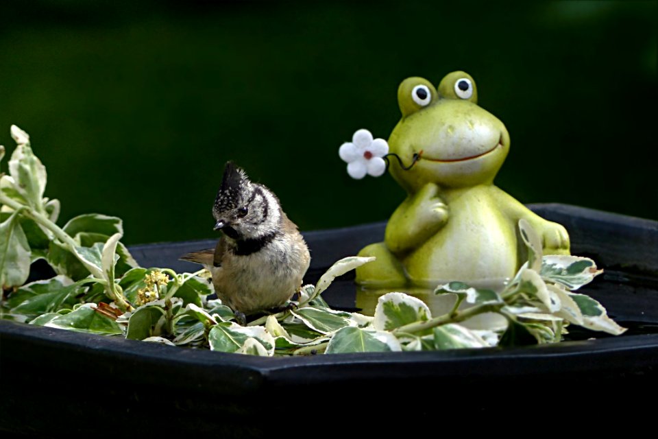 Fauna Amphibian Frog Organism