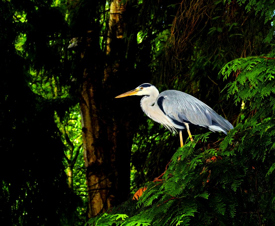 Bird Ecosystem Nature Reserve Beak