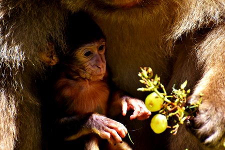 Macaque Mammal Fauna Primate photo