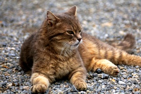 Cat Mammal Small To Medium Sized Cats Wild Cat