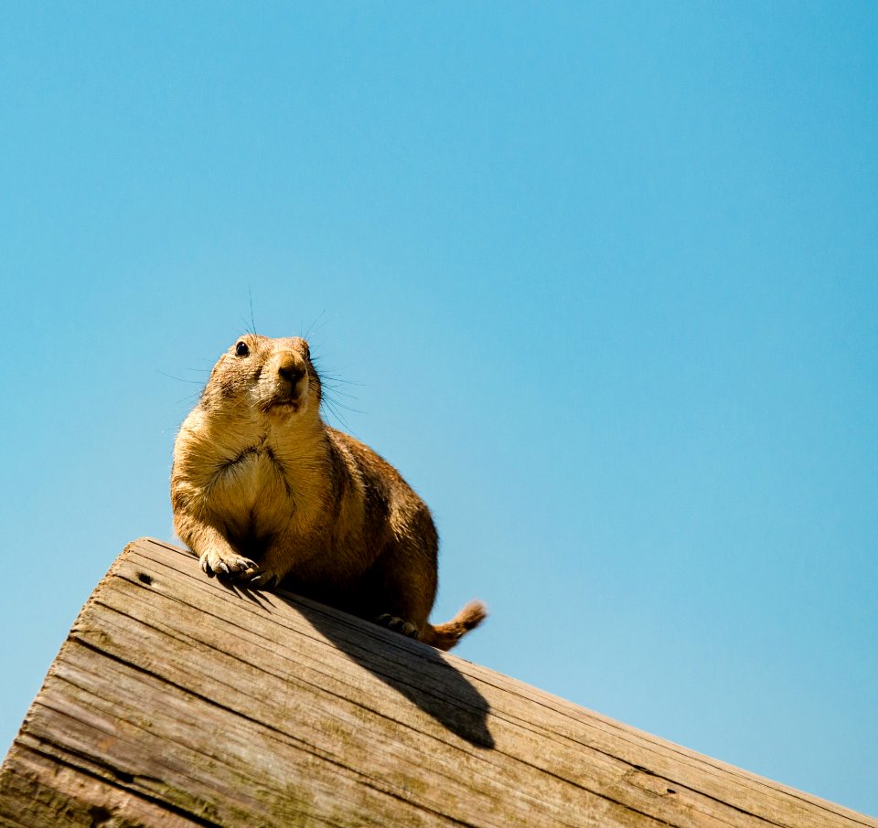 Fauna Mammal Sky Wildlife