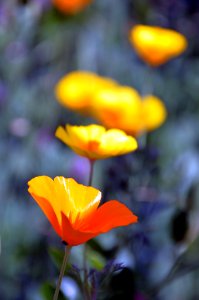 Flower Wildflower Plant Yellow photo