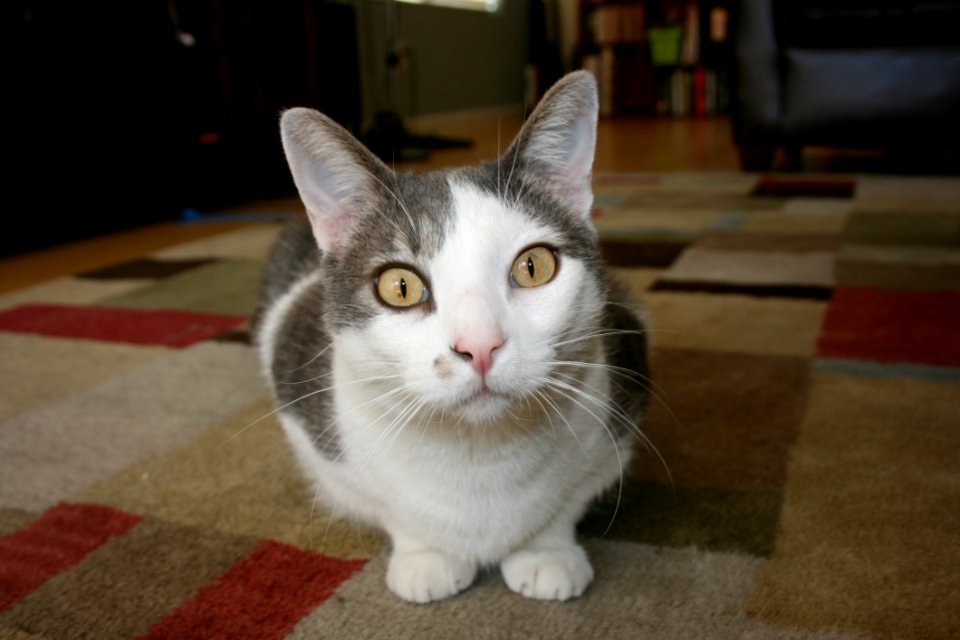 Cat Whiskers Small To Medium Sized Cats Cat Like Mammal
