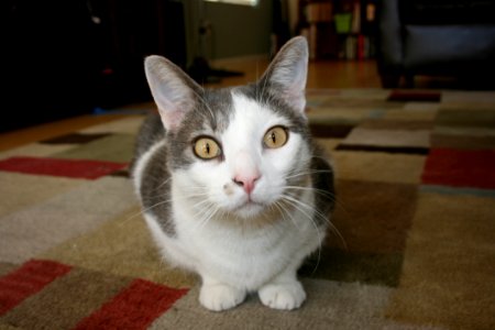 Cat Whiskers Small To Medium Sized Cats Cat Like Mammal photo