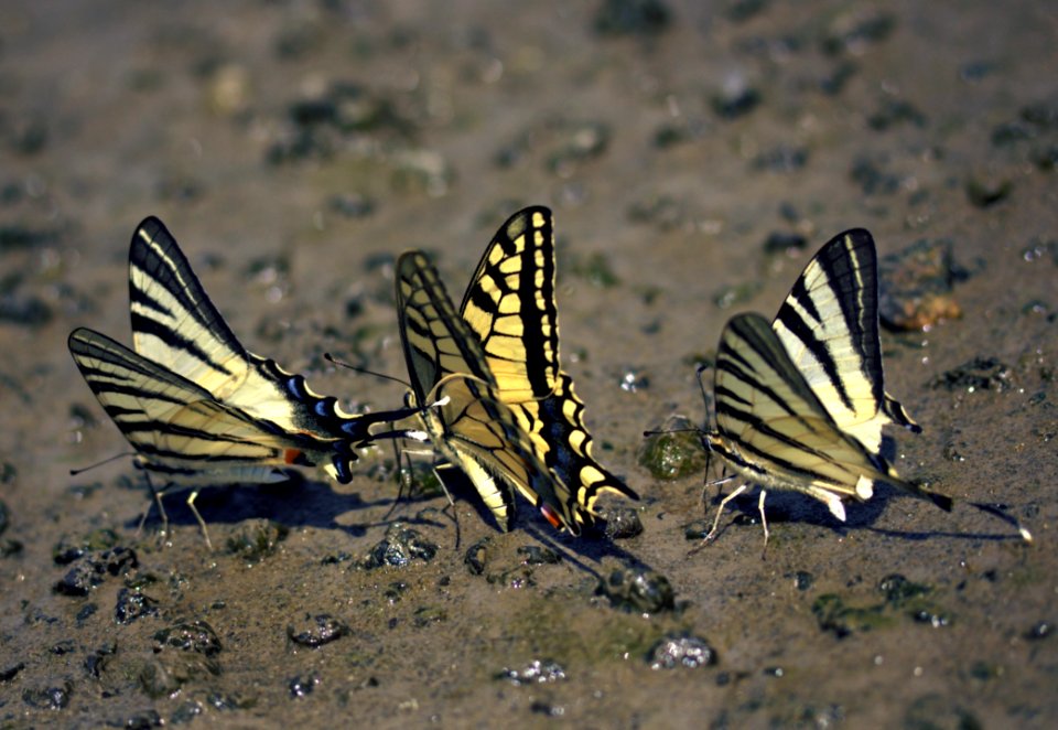 Moths And Butterflies Butterfly Insect Fauna