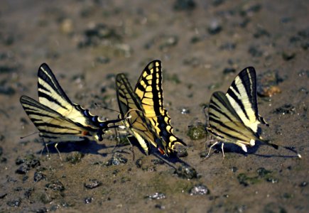 Moths And Butterflies Butterfly Insect Fauna