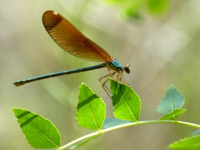 Insect Damselfly Dragonfly Dragonflies And Damseflies