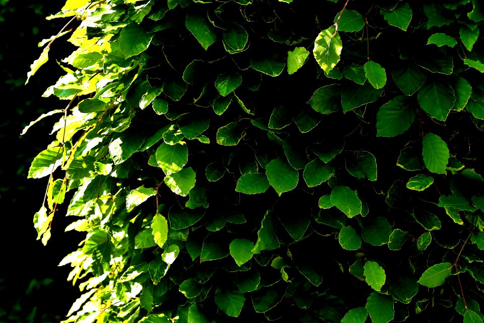 Green Leaf Plant Vegetation