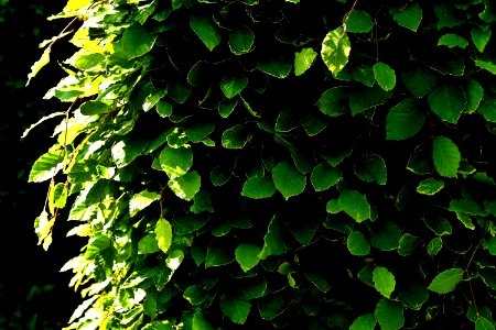 Green Leaf Plant Vegetation