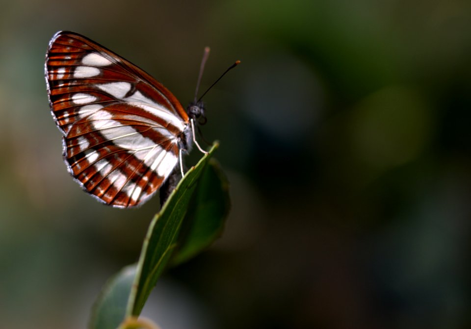 Butterfly Insect Moths And Butterflies Brush Footed Butterfly