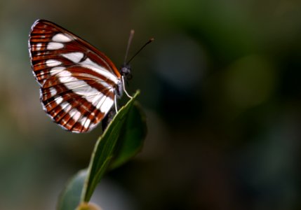 Butterfly Insect Moths And Butterflies Brush Footed Butterfly photo