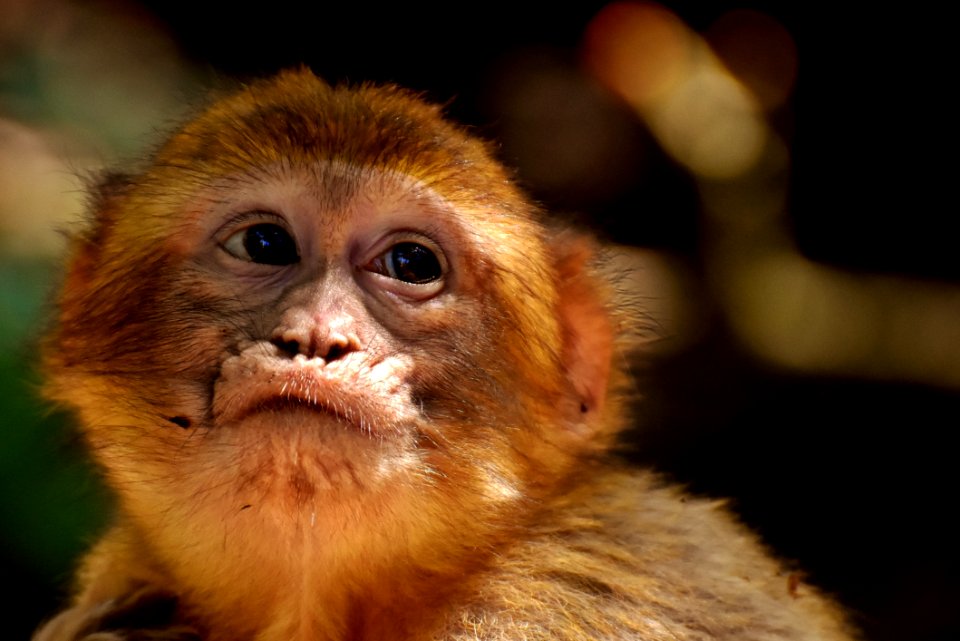 Mammal Fauna Primate New World Monkey