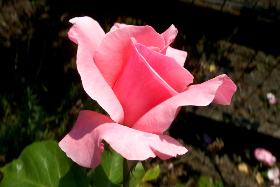 Rose Flower Rose Family Pink