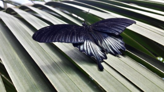 Moths And Butterflies Butterfly Insect Invertebrate
