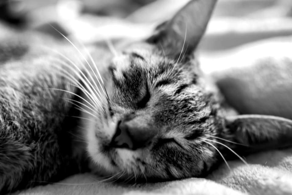 Cat Whiskers Black And White Mammal
