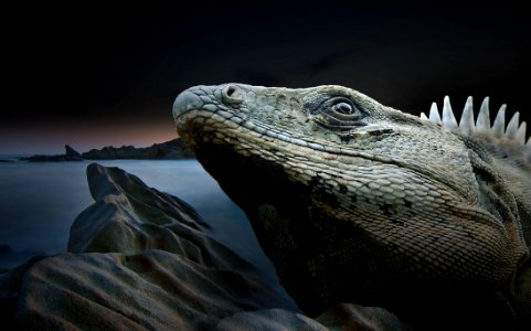 Reptile Iguana Iguania Scaled Reptile