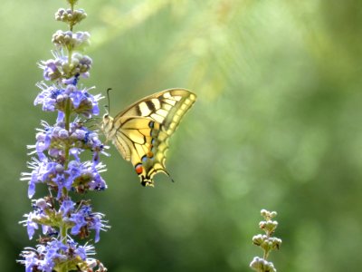 Butterfly Moths And Butterflies Insect Brush Footed Butterfly