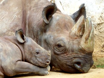 Rhinoceros Terrestrial Animal Wildlife Mammal photo