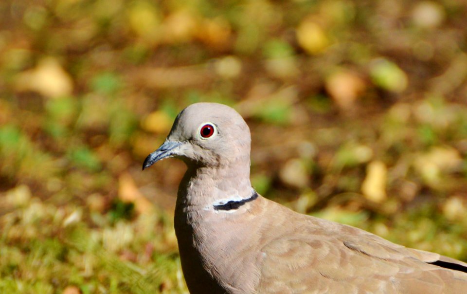 Bird Beak Fauna Close Up