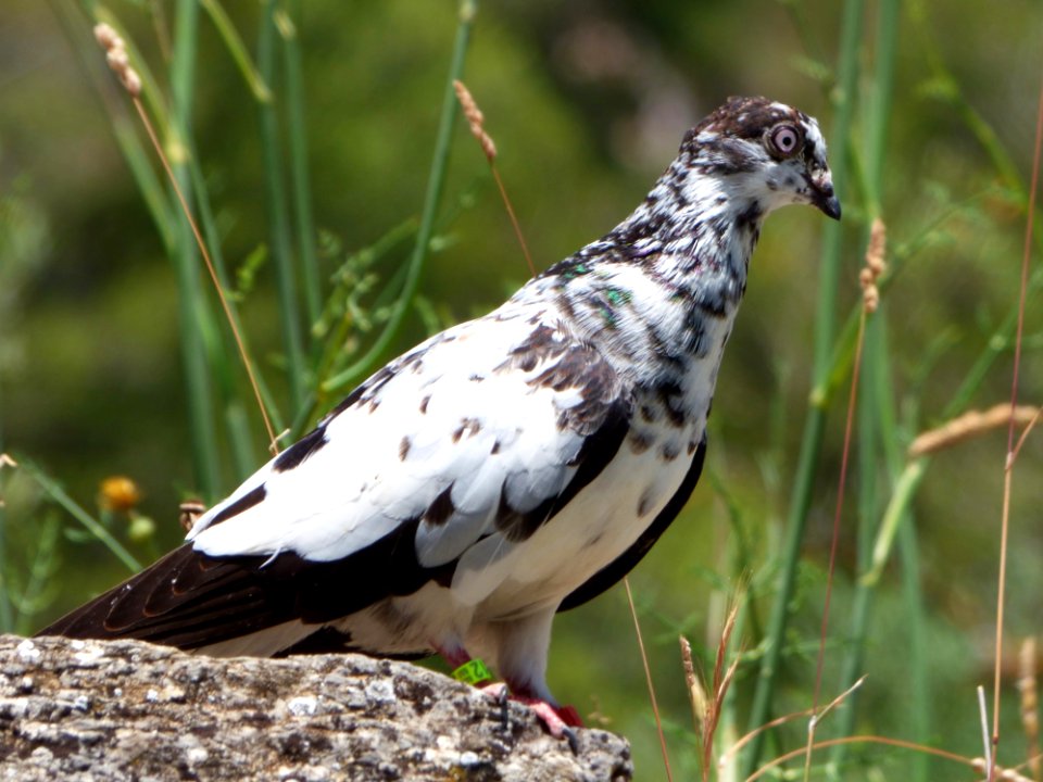 Bird Fauna Beak Pigeons And Doves