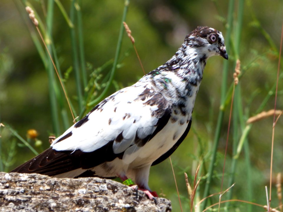 Bird Fauna Beak Pigeons And Doves photo