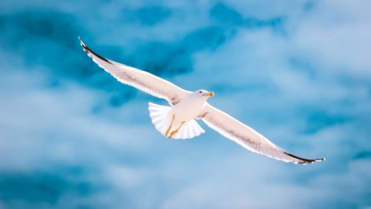 Sky Bird Gull Seabird photo