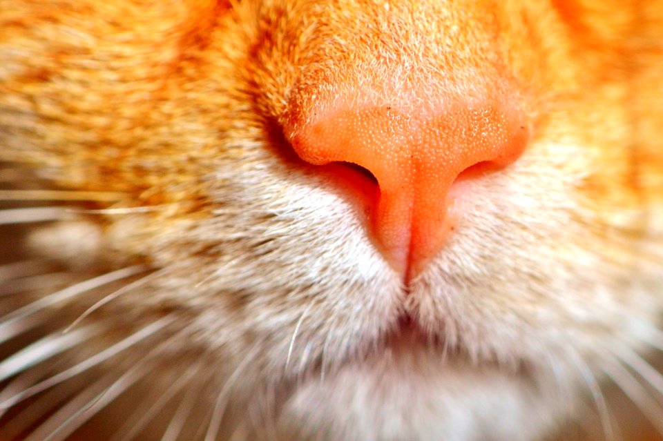 Cat Whiskers Face Nose
