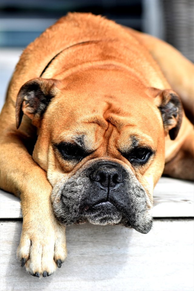 Dog Dog Like Mammal Dog Breed Snout