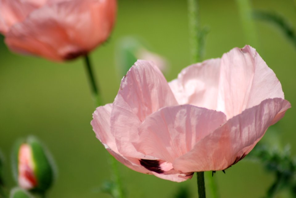 Flower Pink Wildflower Plant