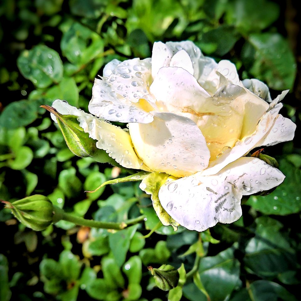 Flower Rose Family Rose Plant