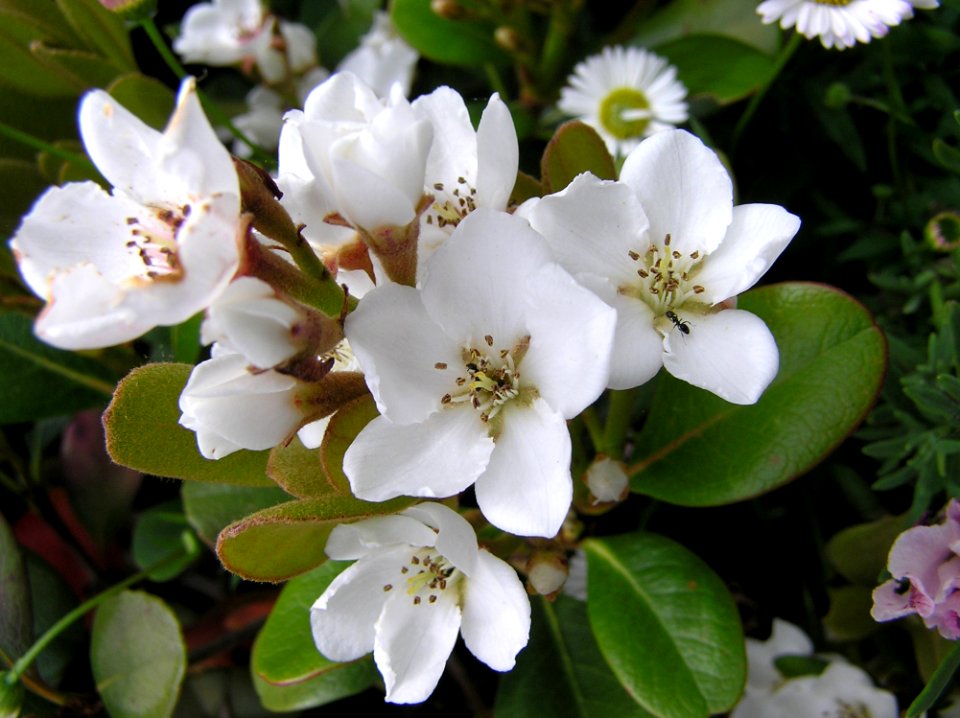 Flower Plant Flora Spring