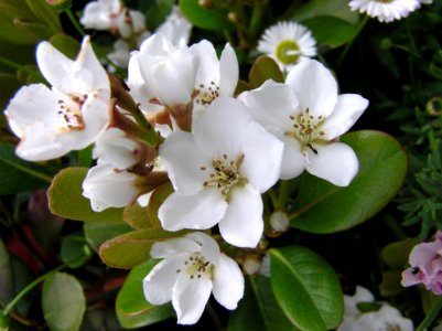 Flower Plant Flora Spring
