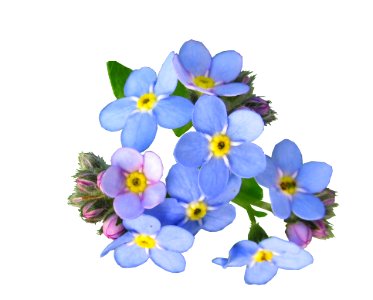 Flower Blue Flowering Plant Violet